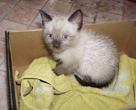 Gato